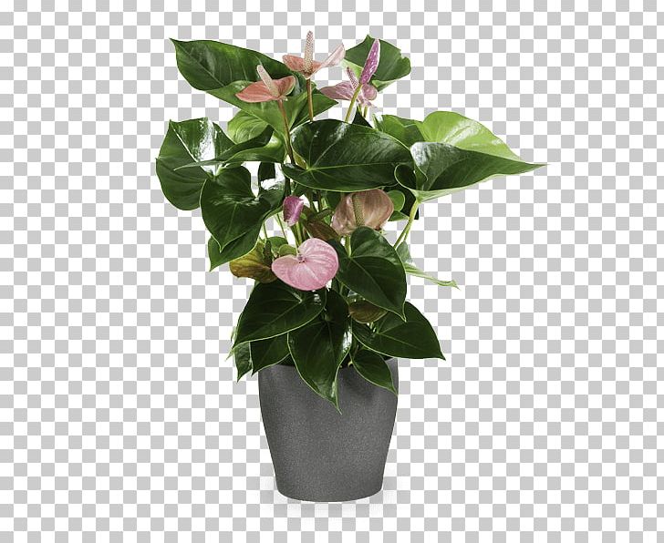 Flower Laceleaf Ornamental Plant Birthday PNG, Clipart, Artificial Flower, Birthday, Cut Flowers, Floral Design, Floriculture Free PNG Download