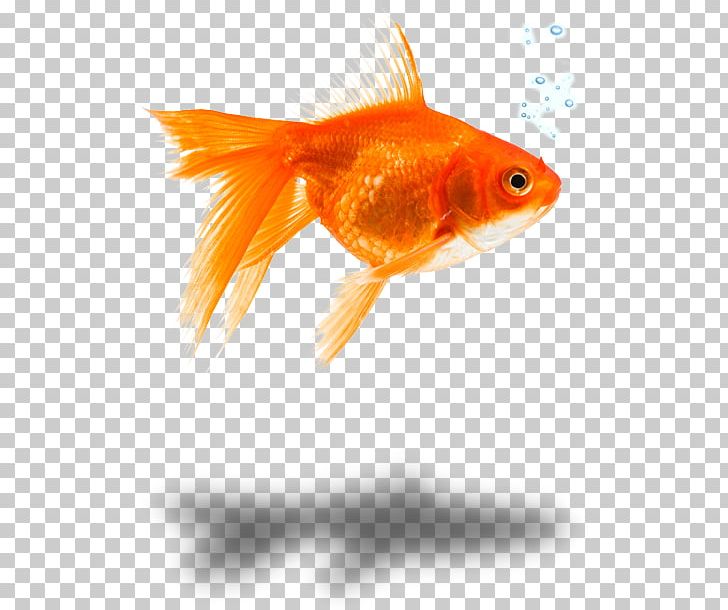Goldfish Feeder Fish Marine Biology Close-up PNG, Clipart, Biology, Bony Fish, Closeup, Feeder Fish, Fin Free PNG Download