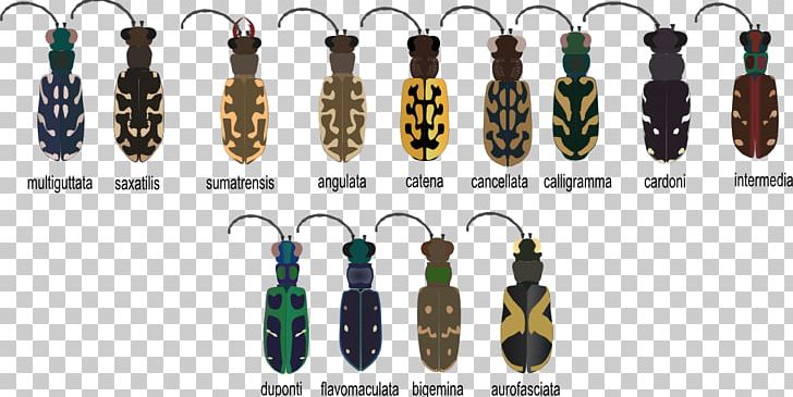Beetle Cicindela Aurofasciata Lophyra Catena Animal Earring PNG, Clipart, Animal, Animals, Bead, Beetle, Biodiversity Free PNG Download