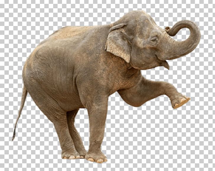 Indian Elephant African Bush Elephant Elephantidae Stock Photography PNG, Clipart, African Elephant, Asian Elephant, Elephant, Elephant Family, Elephantidae Free PNG Download