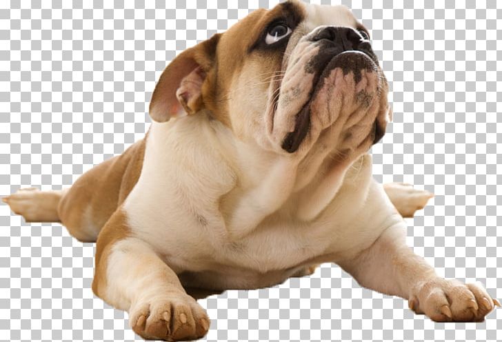 Bulldog Puppy Desktop Pet Smith Brothers Agency PNG, Clipart, Animals, British Bulldogs, Bulldog, Carnivoran, Companion Dog Free PNG Download