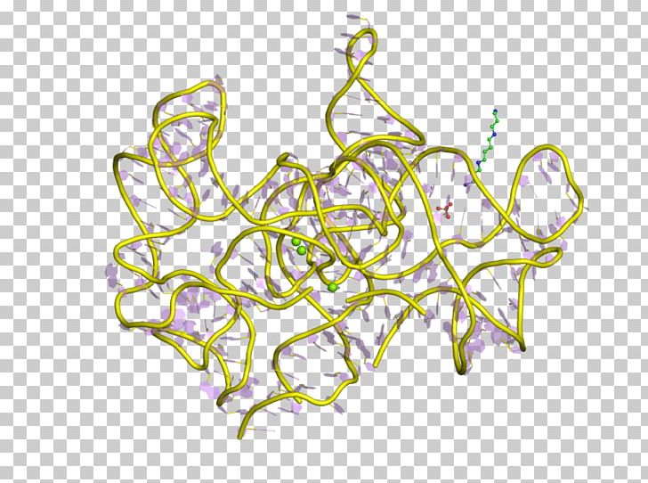 Group I Catalytic Intron Ribozyme RNA Splicing Group II Intron PNG, Clipart, 3 D, Area, Body Jewelry, Branch, Catalysis Free PNG Download