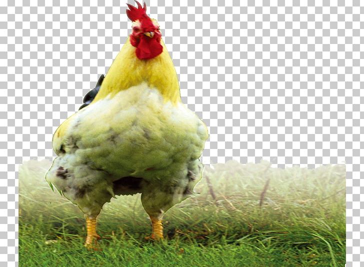 Rooster Chicken Meat Fauna Beak PNG, Clipart, 2017 Big Cock, Animals, Badminton Shuttle Cock, Beak, Big Cock Free PNG Download