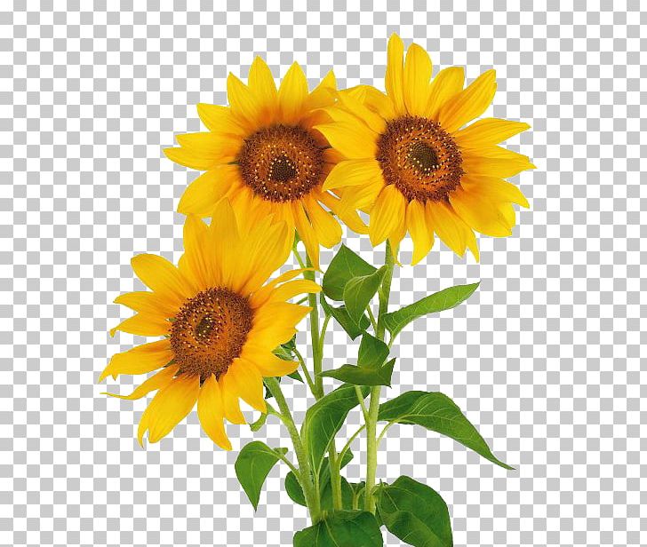 Stock Photography Common Sunflower Vase With Three Sunflowers PNG, Clipart, Annual Plant, Common Sunflower, Cut Flowers, Daisy Family, Drawing Free PNG Download