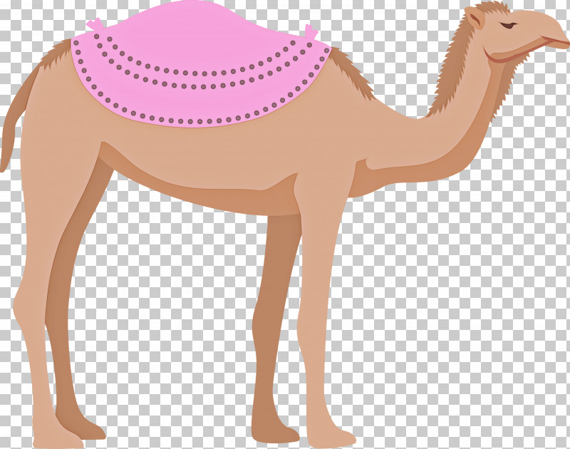 Llama PNG, Clipart, Blog, Camels, Camel Train, Cartoon, Drawing Free PNG Download