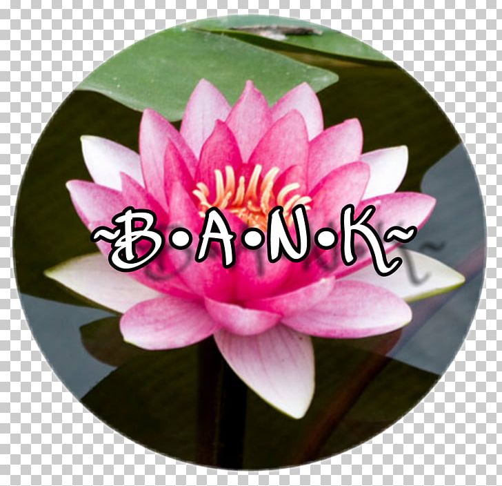 Chakra Muladhara Meditation Subtle Body Sahasrara PNG, Clipart, Aquatic Plant, Chakra, Flower, Hen Species, Lotus Family Free PNG Download