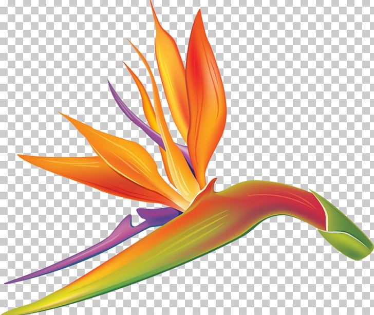 Drawing Lobster-claws PNG, Clipart, Beak, Bird, Bird Of Paradise Flower, Cartoon, Drawing Free PNG Download