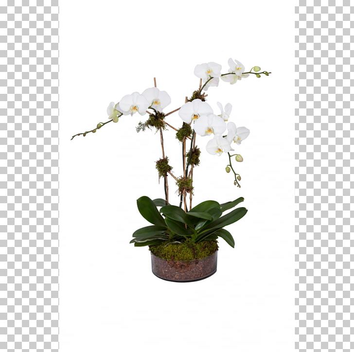 IKEA Orchids Houseplant Online Shopping PNG, Clipart, Artificial Flower, Branch, Cut Flowers, Dendrobium, Flora Free PNG Download