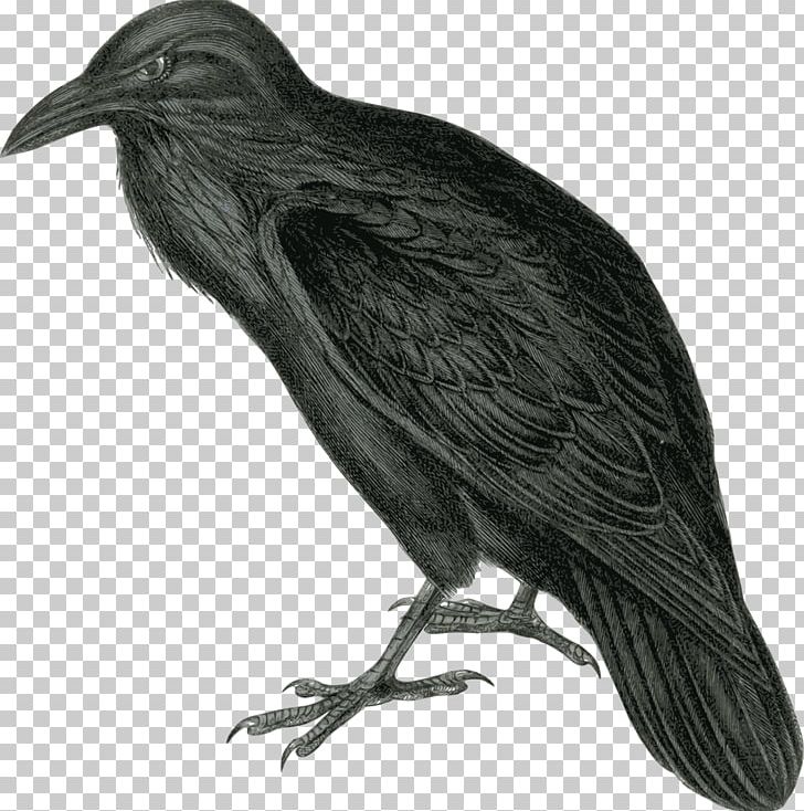 The Raven Common Raven PNG, Clipart, American Crow, Animals, Beak, Bird, Common Raven Free PNG Download