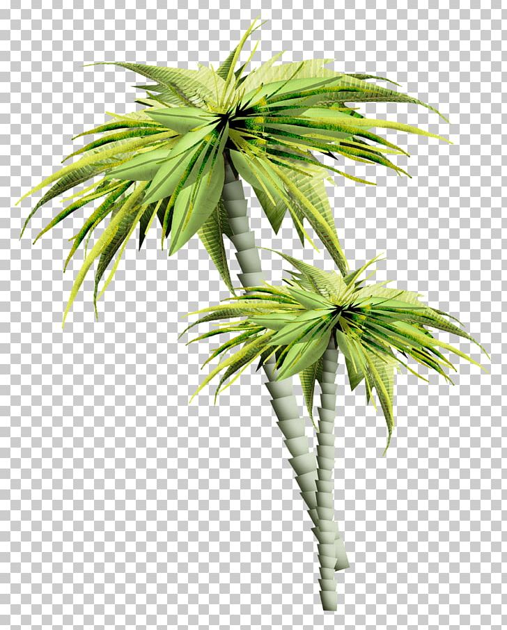 Tree February PNG, Clipart, Arecales, Blog, Borassus Flabellifer, Coconut, Date Palm Free PNG Download