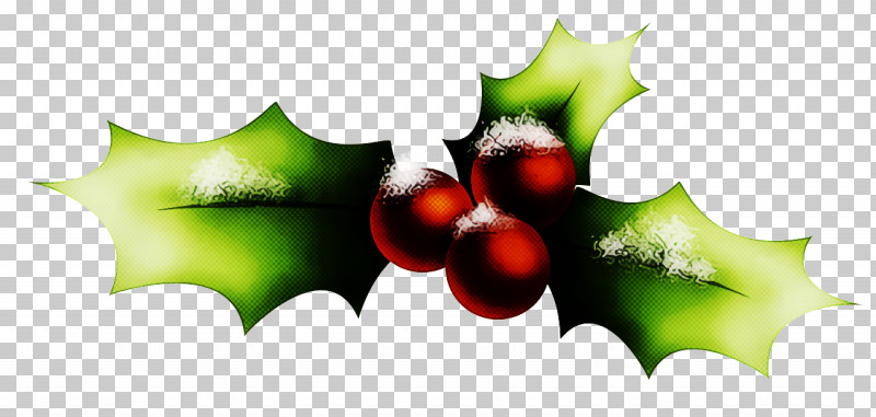 Christmas Holly Ilex Holly PNG, Clipart, American Holly, Christmas, Christmas Holly, Flower, Fruit Free PNG Download