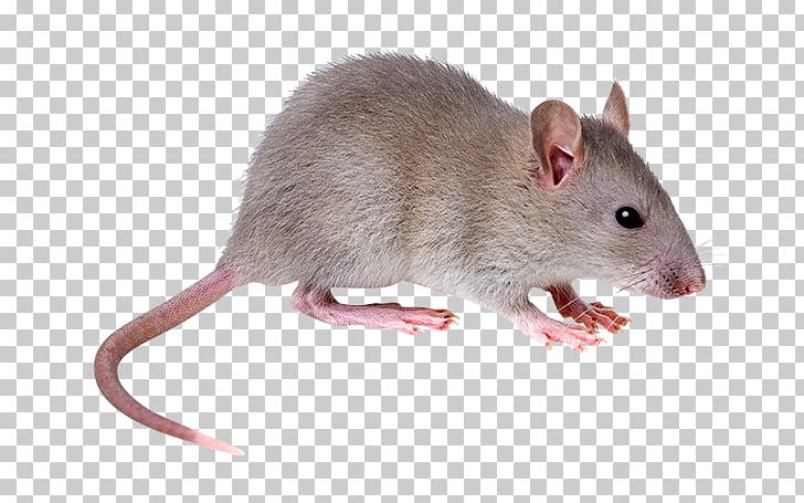 Brown Rat Mouse Rodent Black Rat Fancy Rat PNG, Clipart, Black Rat, Brown Rat, Bush Rat, Cat, Dormouse Free PNG Download