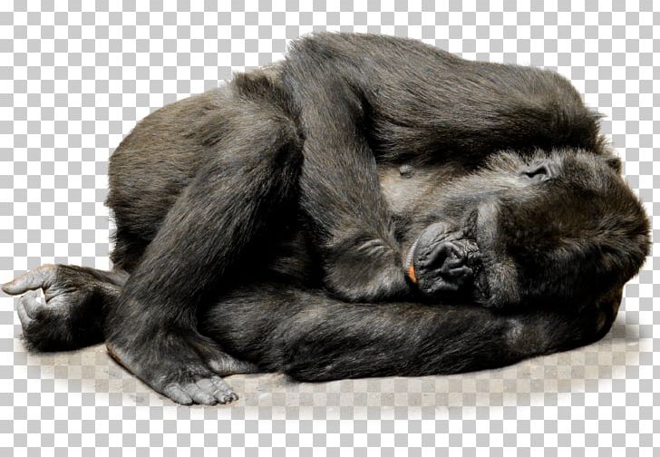 Irish Wolfhound Common Chimpanzee Gorilla Ape Primate PNG, Clipart, Animal, Animals, Ape, Chimpanzee, Common Chimpanzee Free PNG Download