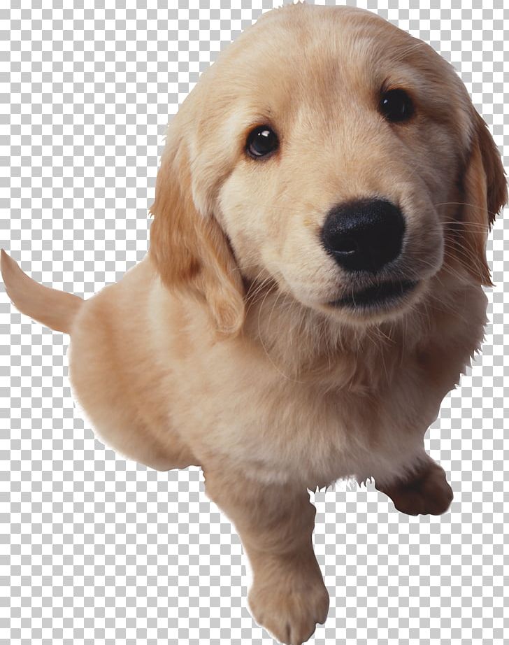 Puppy Golden Retriever Bulldog Goldendoodle Cat PNG, Clipart, Animal, Animals, Breed, Bulldog, Carnivoran Free PNG Download