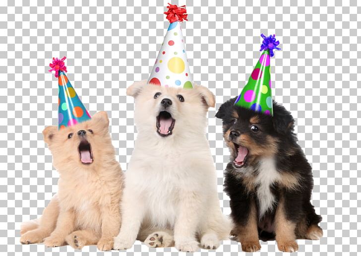 Puppy Pug Birthday Pet Party PNG, Clipart,  Free PNG Download