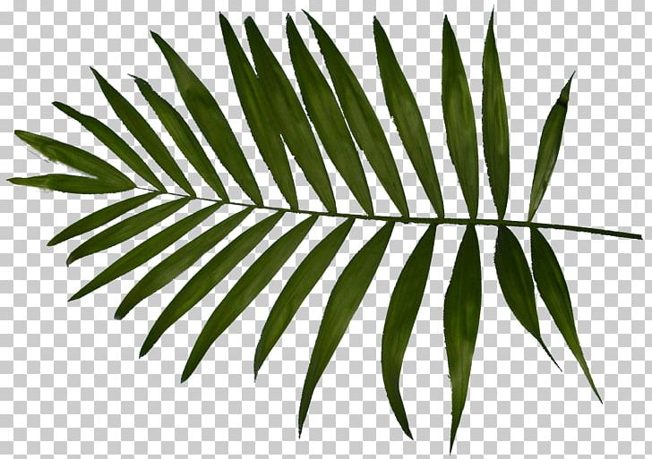 Text PNG, Clipart, Arecaceae, Arecales, Art, Calligraphy, Clip Art Free PNG Download