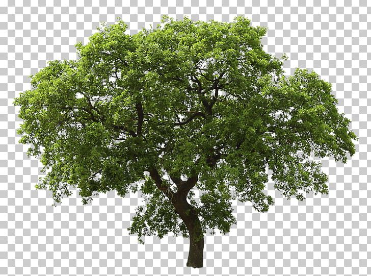 Tree Oak PNG, Clipart, Action, Animal, Architectural Rendering, Bild, Branch Free PNG Download