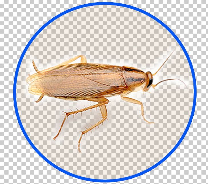 German Cockroach Oriental Cockroach Pest Control American Cockroach PNG, Clipart, American Cockroach, Animals, Arthropod, Blaberus Discoidalis, Blattella Free PNG Download