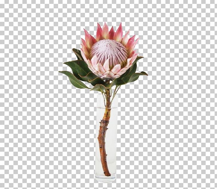 King Protea Flower Garden South Africa National Cricket Team PNG, Clipart, Artificial Flower, Botanical Name, Botany, Cut Flowers, Drawing Free PNG Download