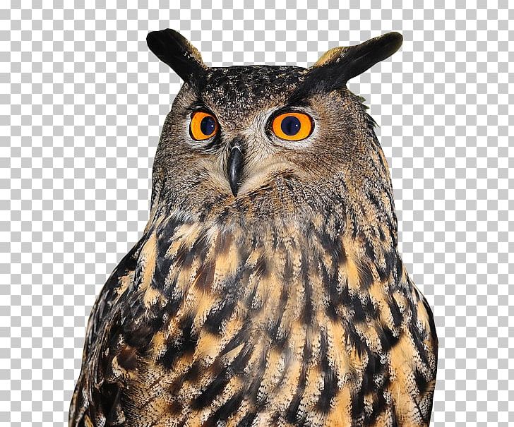 Tawny Owl Bird Eurasian Eagle-owl Great Horned Owl PNG, Clipart, Animal, Animals, Barn Owl, Barred Eagleowl, Barred Owl Free PNG Download