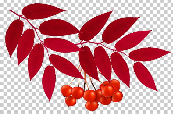 Autumn Leaf Color PNG, Clipart, Autumn, Autumn Leaf Color, Autumn Leaves, Berry, Branch Free PNG Download
