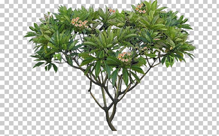 Plumeria Alba Tree Shrub Plant PNG, Clipart, Balinese, Box, Branch, Deciduous, Desktop Wallpaper Free PNG Download