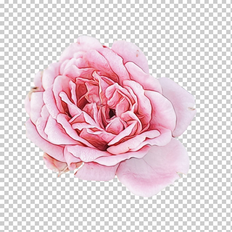 Garden Roses PNG, Clipart, Artificial Flower, Cabbage Rose, Cut Flowers, Flower, Garden Free PNG Download