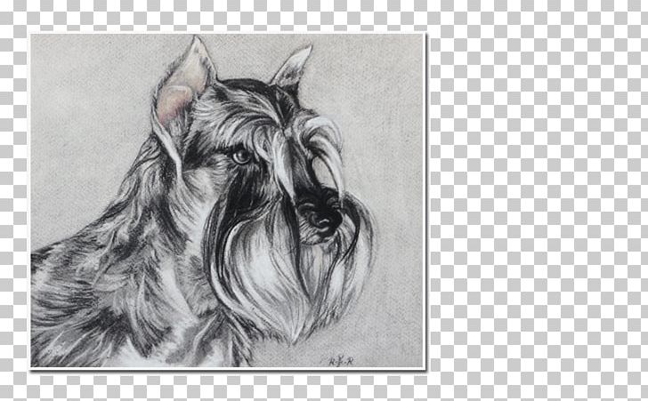 Miniature Schnauzer Scottish Terrier Cesky Terrier Dog Breed PNG, Clipart, Artwork, Black And White, Breed, Carnivoran, Cesky Terrier Free PNG Download
