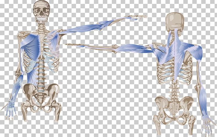 Anatomy Trains: Myofascial Meridians For Manual And Movement Therapists Arm PNG, Clipart, Anatomy Trains, Bone, Fascia, Hand, Human Free PNG Download