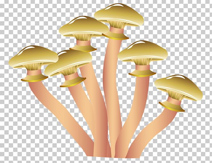 Morchella Esculenta Morchella Conica Edible Mushroom Illustration PNG, Clipart, Chanterelle, Common Mushroom, Drawing, Edible Mushroom, Euclidean Vector Free PNG Download
