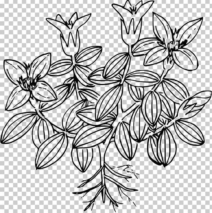 Moss Drawing Flower PNG, Clipart, Art, Artwork, Black And White, Blanket Flowers, Branch Free PNG Download