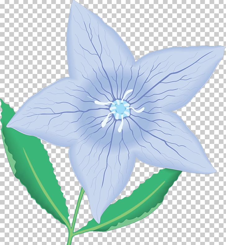 Petal Flower PNG, Clipart, Bellflower Family, Blog, Blue, Drawing, Encapsulated Postscript Free PNG Download