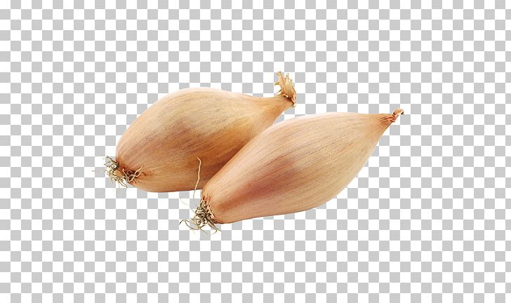 Yellow Onion Shallot Vegetable Food Scallion PNG, Clipart, Dish, Food, Food Drinks, Frying, Herb Free PNG Download