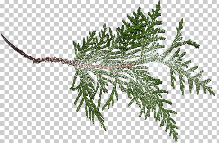 Fir Spruce Tree PNG, Clipart, Branch, Branches, Christmas Ornament, Conifer, Conifers Free PNG Download