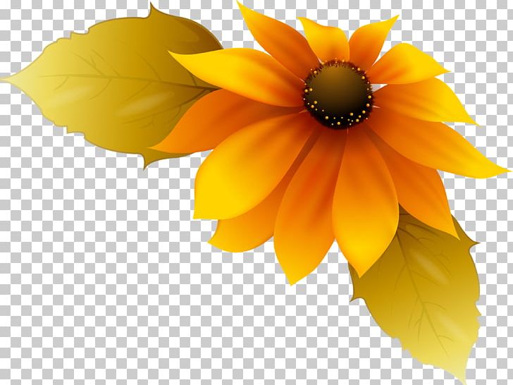 Flower Drawing Petal PNG, Clipart, Blanket Flowers, Child, Daisy Family, Drawing, Flower Free PNG Download