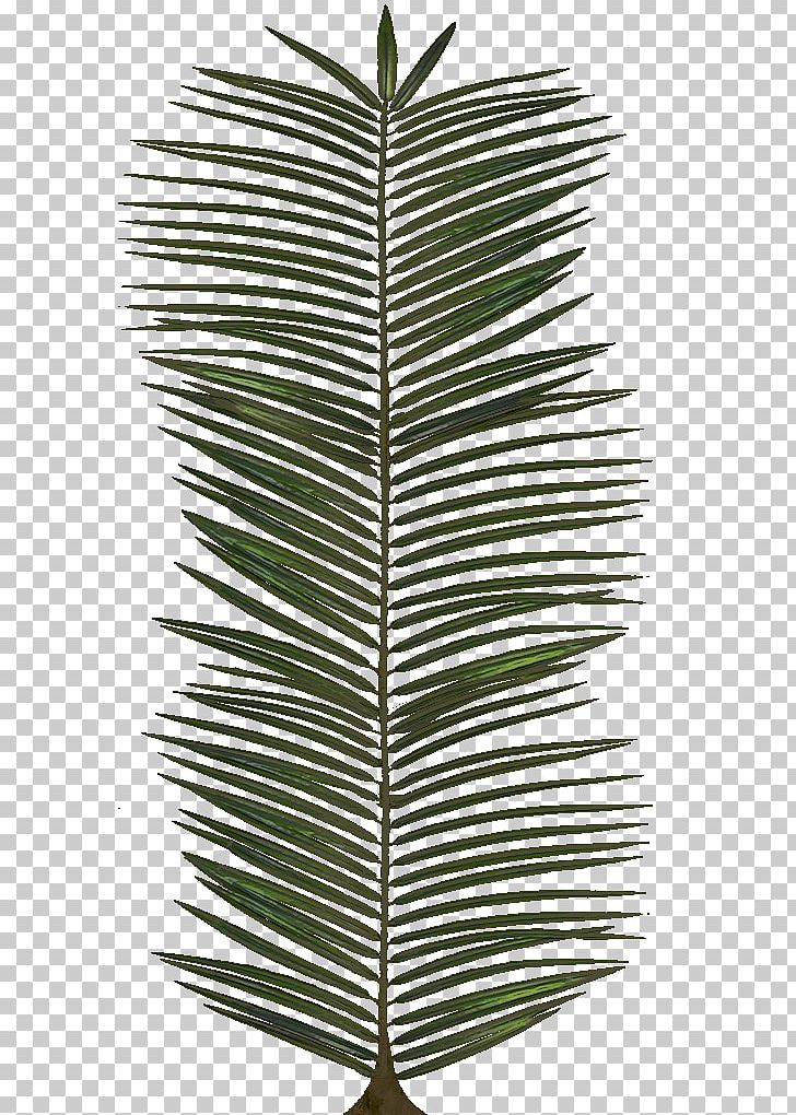 Leaf Arecaceae PNG, Clipart, Arecaceae, Arecales, Leaf, Line, Material Free PNG Download