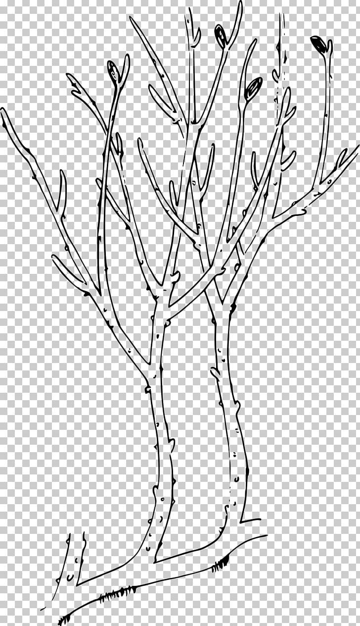 Rhynie Chert Rhyniophytina The Origin And Early Diversification Of Land Plants: A Cladistic Study Rhynia Devonian PNG, Clipart, Black And White, Branch, Flower, Leaf, Miscellaneous Free PNG Download