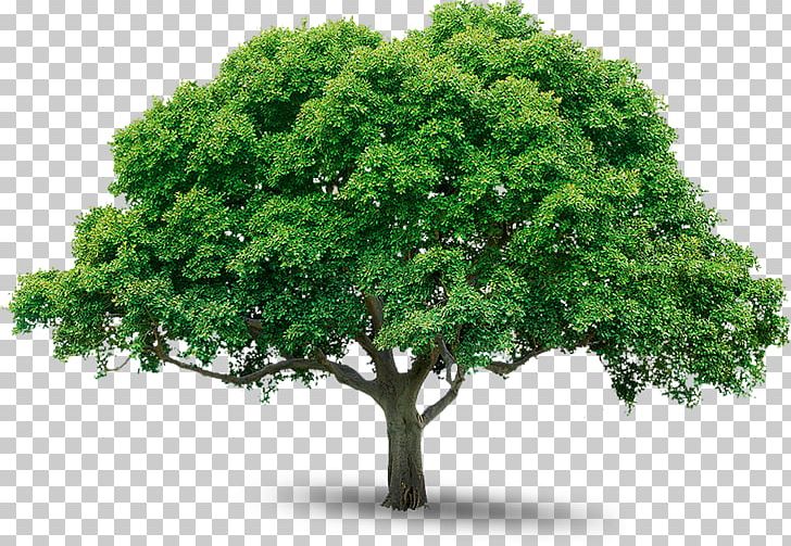 Tree Sticker Business PNG, Clipart, Branch, Business, Chart, Fruit Tree, Grass Free PNG Download