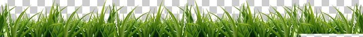 Vetiver Cynodon Meadow Icon PNG, Clipart, Artificial Grass, Cartoon Grass, Chrysopogon, Chrysopogon Zizanioides, Commodity Free PNG Download