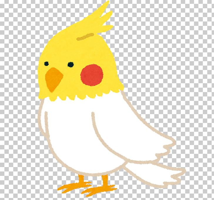 Cockatiel Cockatoo Chicken Trade Retail Foreign Exchange Trading PNG, Clipart, Algorithmic Trading, Animals, Art, Beak, Bird Free PNG Download