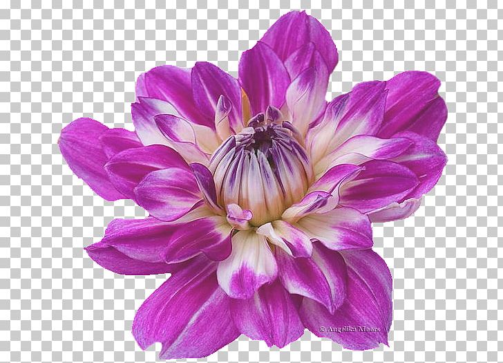 Dahlia PaintShop Pro Annual Plant PNG, Clipart, Angelika Film Center, Annual Plant, Aster, Chrysanthemum, Chrysanths Free PNG Download