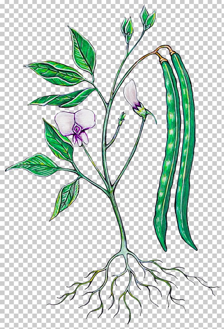 Floral Design Black-eyed Pea Food Green Bean Botany PNG, Clipart, Artwork, Blackeyed Pea, Body Jewelry, Botanica, Botany Free PNG Download