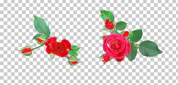Garden Roses Flower Digital PNG, Clipart, Artificial Flower, Compass Rose, Cut Flowers, Flora, Floral Design Free PNG Download