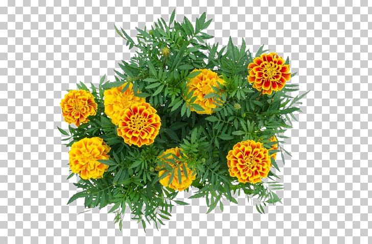Mexican Marigold Calendula Officinalis Flower PNG, Clipart, Annual Plant, Calendula, Chrysanthemum, Chrysanths, Download Free PNG Download