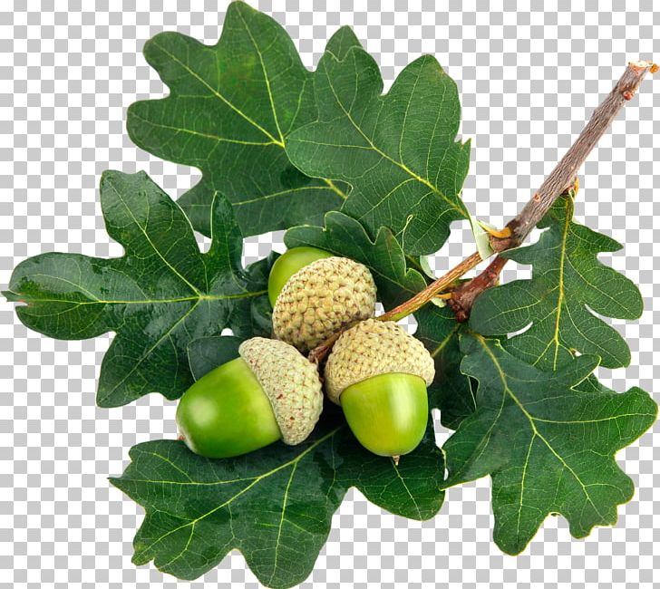 Acorn Leaf Oak Stock Photography Green PNG, Clipart, Acorn, Branch, Color, Fern, Food Free PNG Download