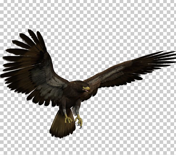 Bald Eagle Hawk Buzzard PNG, Clipart, Accipitriformes, Android, Animals, Bald Eagle, Beak Free PNG Download