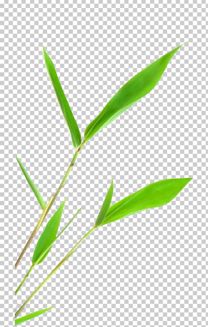 Canvas Painting Stone Tropical Woody Bamboos PNG, Clipart, Canvas, Commodity, Face, Foot, Grass Free PNG Download