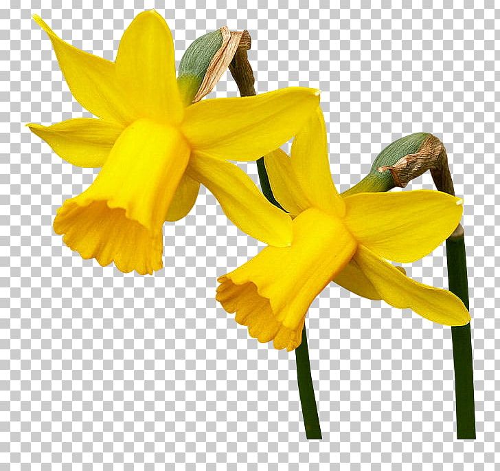 Daffodil Blog Flower PNG, Clipart, Amaryllis Family, Blog, Daffodil, Daylily, Digital Image Free PNG Download