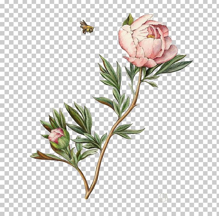 Botanical Illustration Drawing Watercolor Painting Peony Illustration PNG, Clipart, Art, Bee, Botanical Illustrator, Cut Flowers, Flower Free PNG Download