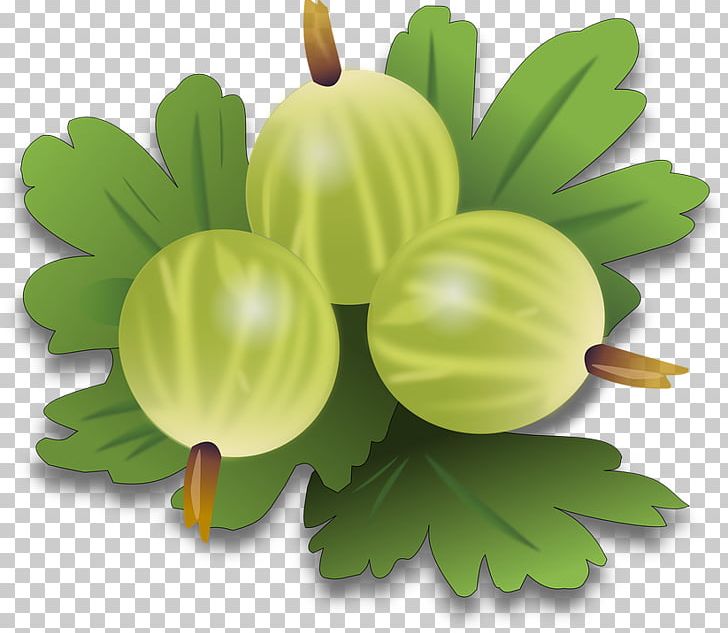 Gooseberry Fruit PNG, Clipart, Berry, Bushes, Currant, Download, Flower Free PNG Download